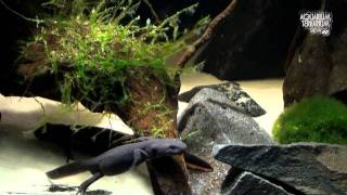 Cynops orientalis HD movie 19  Chinese Firebelly Newt  Paludarium [upl. by Eahsat]