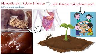 Helminthiasis  3 Most Common Parasitic Worms Ascaris Whipworm Hookworm [upl. by Schwinn800]