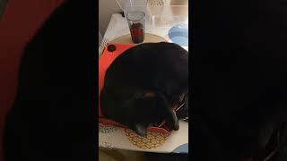 Best Dominos pizza Ad ever  pizza dominospizza dominos cat shorts short shortvideo [upl. by Gardner]