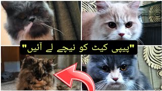 Daily Cats vlogs Pipi Ko Neechey Lein Aye [upl. by Craggy]