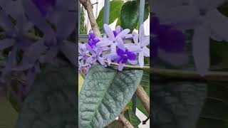 petrea Volubilis [upl. by Airaet]