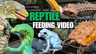 FEEDING MY PET REPTILES 56 SILKWORMS LIZARDS TURTLES FROGS AND MORE SILKWORM FEEDING VIDEO [upl. by Gruver]