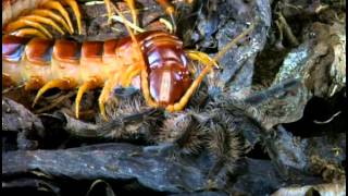 Tarantulas And Their Venomous Relations [upl. by Rhody]