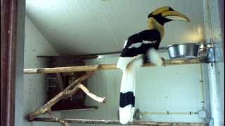 Great hornbill feeding at Vogelpark Avifauna birdpark [upl. by Brade55]