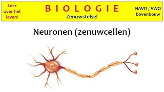 Biologie  Zenuwstelsel1 Neuronen zenuwcellen [upl. by Aelat582]