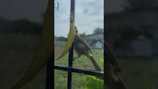 A yellowvented bulbul gets mad at an intruderhis own reflection😂🤣birds wildlife nature [upl. by Noguchi]