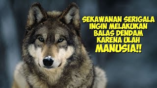 Balas Dendam Sekawanan Serigala Karena Keserakahan Manusia   Alur Cerita Film [upl. by Durrace]