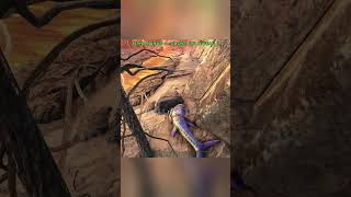 day 2 to find a legendary egg 190 ark arksurvivalevolved [upl. by Lewin484]