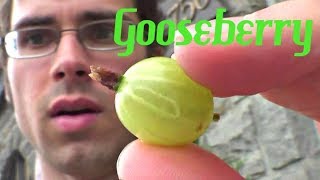 Gooseberry  Weird Fruit Explorer in Montreal  Ep 33 [upl. by Nnaecyoj321]