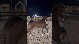 المهر الواعد 🔥كي اتش هبس 🔥ابن الفحل المنتج رويال أسد 🦁 الخيلالعربيةالأصيلة خيل horse الخيل [upl. by Airbas]