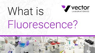 What is Fluorescence in Chemistry A quick breakdown of the science behind Immunofluorescence [upl. by Felt29]