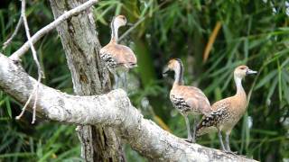 West Indian Whistling Ducks [upl. by Pheni733]