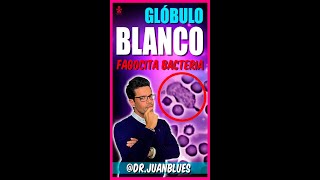 GLÓBULO BLANCO vs BACTERIA EXPLICADO‼️ [upl. by Ecart]