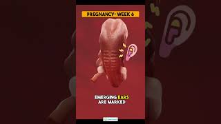 6 week pregnancy6 Weeks Pregnant  Baby Development pregnancy 6weekpregnancy pregnancysymptoms [upl. by Attenal]