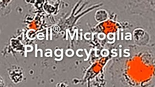 TimeLapse of iCell® Microglia and Phagocytosis of SA Bioparticles [upl. by Nataline776]