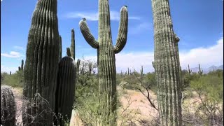 🌵Saguaro of the Day🌵 IF YOU COULD STFU 🙄💥 THAT WOULD BE LOVELY 😁😂🙃  Saguaro National Park East [upl. by Notnarb]