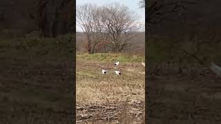 redcrowned cranes 002 hokkaido japan [upl. by Mirabelle847]