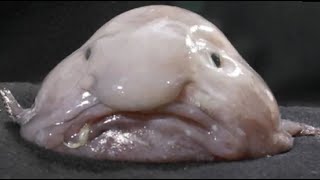 Facts The Blobfish [upl. by Costello731]