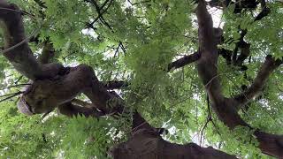 Weeping ash  entire tree  June 2024 [upl. by Zenia]