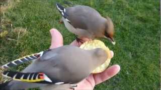 Waxwing Waxwings in my Hand [upl. by Enair1]