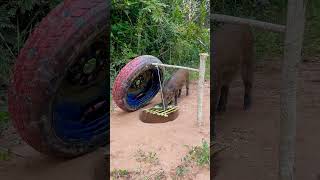 Build Unique Primitive Wild boar Trapping Tool Using Big Tires Fall in to Deep Hole animalsshrots [upl. by Filippo]