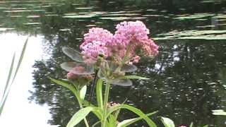 Minnesota Native Plant  Swamp Milkweed Asclepias Incarnata [upl. by Staten408]