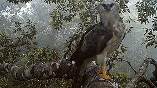 Harpy and Crested eagle caught on camera in the canopy of the Amazon Rainforest [upl. by Acinehs115]