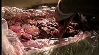 Processing bulk raw pancreas for EPI dogs [upl. by Omolhs]