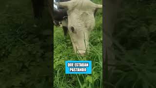 Así es como los rusos engañan a las vacas [upl. by Viviane]