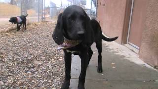 Three Plott Hound Puppies for adoption [upl. by Martyn]