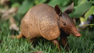 Armadillo Devours Calf alive 😮 [upl. by Natasha]