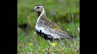 Golden Plover Bird Call [upl. by Rox]