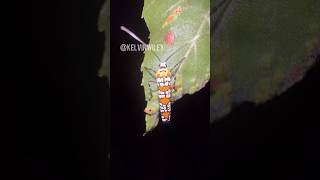 Ailanthus Webworm Moth Encounter [upl. by Loughlin]