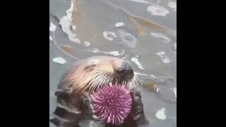 Sea otter eating Sea urchinshorts [upl. by Lyda]