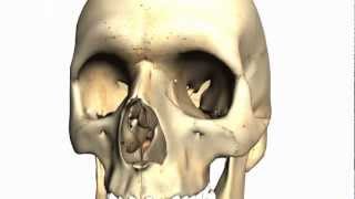 Skull tutorial 2  Bones of the facial skeleton  Anatomy Tutorial PART 1 [upl. by Dryden]