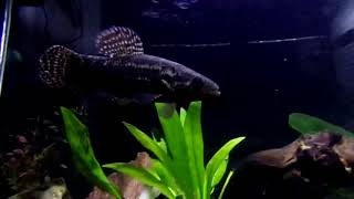 Gold Wolf Fish amp Black Wolf Fish feature Video [upl. by Yrekcaz]