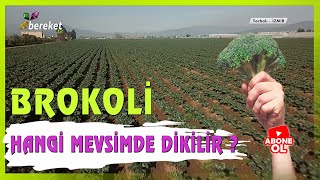 Brokoli Fidesi Ne Zaman Nasıl Yetiştirilir  Hangi Mevsimde Dikilir [upl. by Telfer740]