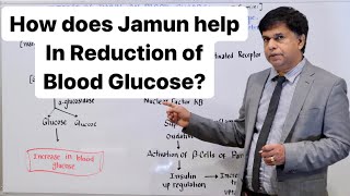 How does jamun syzygium cumini help in reduction of blood glucose [upl. by Ylicic]