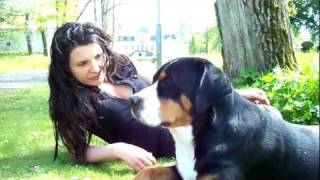 Hangin out doin nuthin  Greater Swiss Mountain Dog [upl. by Caritta228]