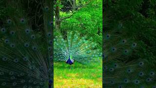 Beautiful peacock animal bird 🦚🦚 [upl. by Salomi178]