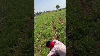 Groundnut’s Farming near river side agriculture farmers shorts [upl. by Tella907]