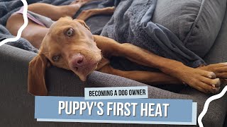 Guide to a Puppys First Heat What to Expect and How to Care for Your Dog [upl. by Ahsital969]