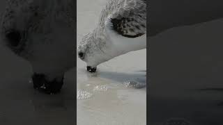 You Need to See This Shorebird Feeding in Slow Motion 👀 [upl. by Imojean]