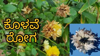 Botrytis Cineria of Chrysanthemum  ಕೊಳವೆ ರೋಗ  preventions and control measures Best fungicides [upl. by Arba]