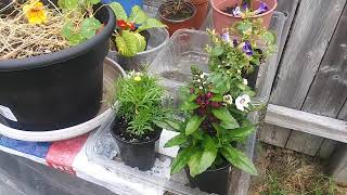 Angelonia Torenia and Cosmos are ready in early June [upl. by Neurath]