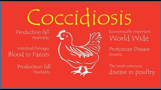 Coccidiosis Life Cycle of Eimeria [upl. by Aleuname]