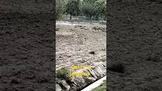 Beautiful deer 🦌🦌🦌 in jallo park youtubeshorts deer shorts [upl. by Laaspere]