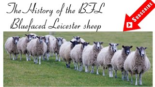 The History of the BFL  Bluefaced Leicester [upl. by Aicinat]