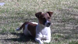 Jack Russell Terrier playing and jumping [upl. by Scammon132]