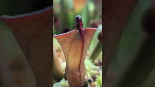 Heliamphora ionasi x pulchella BCPRSC This is the plants very first adult pitchers Gorgeous [upl. by Navillus]